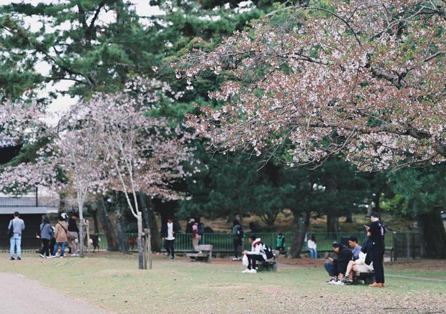 Lý do người Việt 'chê' du lịch nội địa, đổ xô đi nước ngoài - Ảnh 1