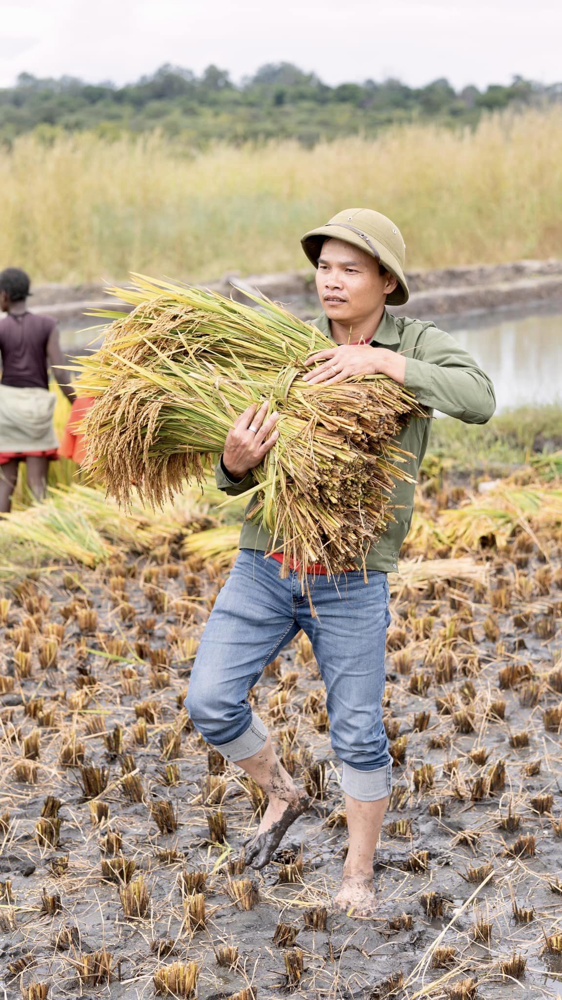 Công nghệ đập lúa "made in Vietnam" gây kinh ngạc ở Angola, chủ trang trại Việt ra quyết định mạo hiểm - Ảnh 2