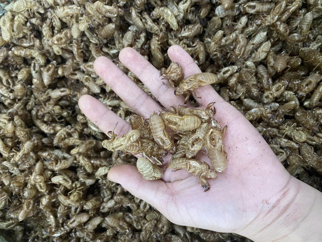 Thực hư xác ve sầu được thu mua giá tiền triệu - Ảnh 2