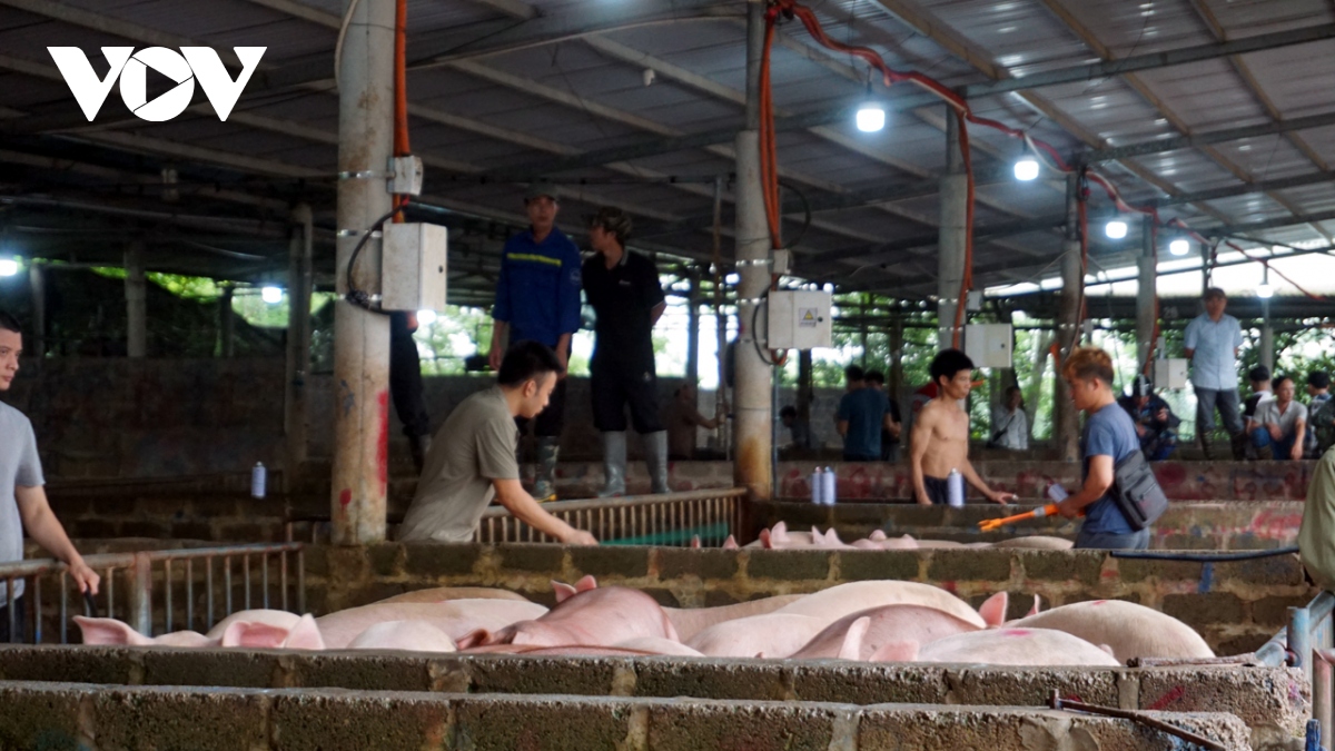 Giá lợn hơi được dự báo sẽ tăng trong dịp nghỉ lễ 30/4 - 1/5 - Ảnh 2