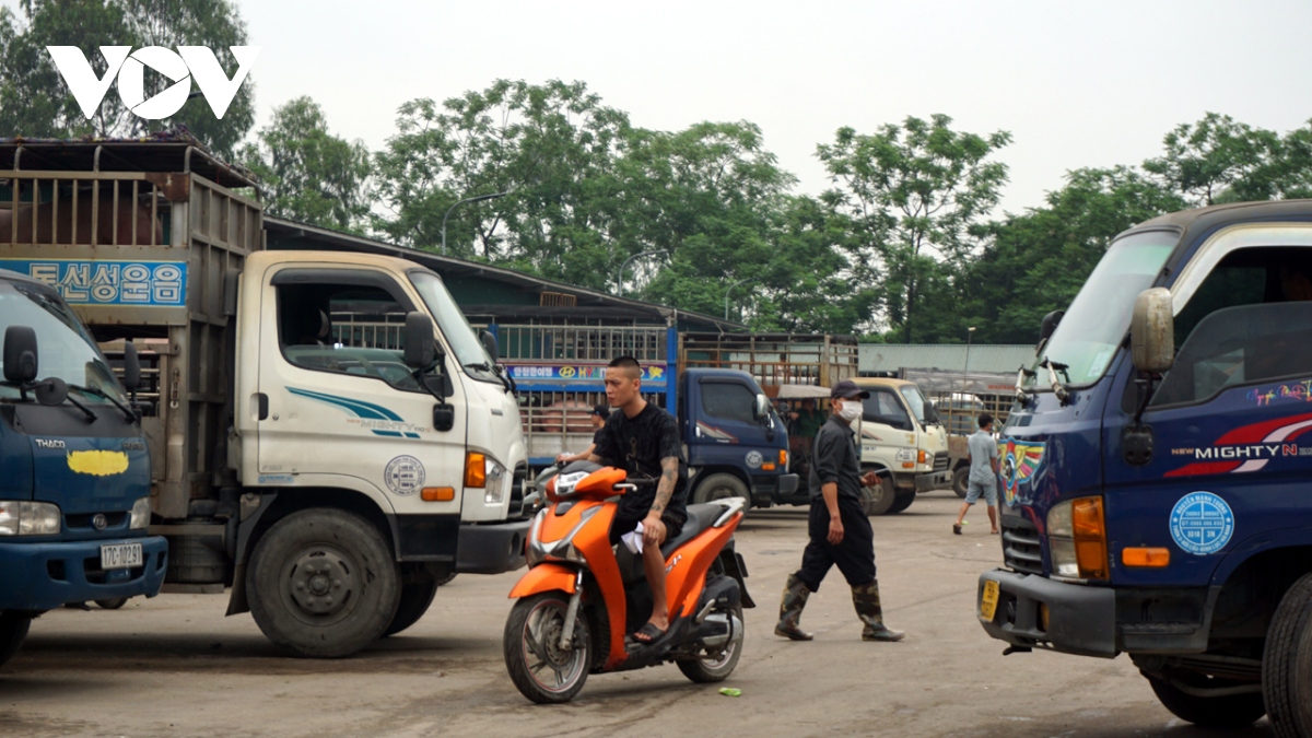 Giá lợn hơi được dự báo sẽ tăng trong dịp nghỉ lễ 30/4 - 1/5 - Ảnh 3