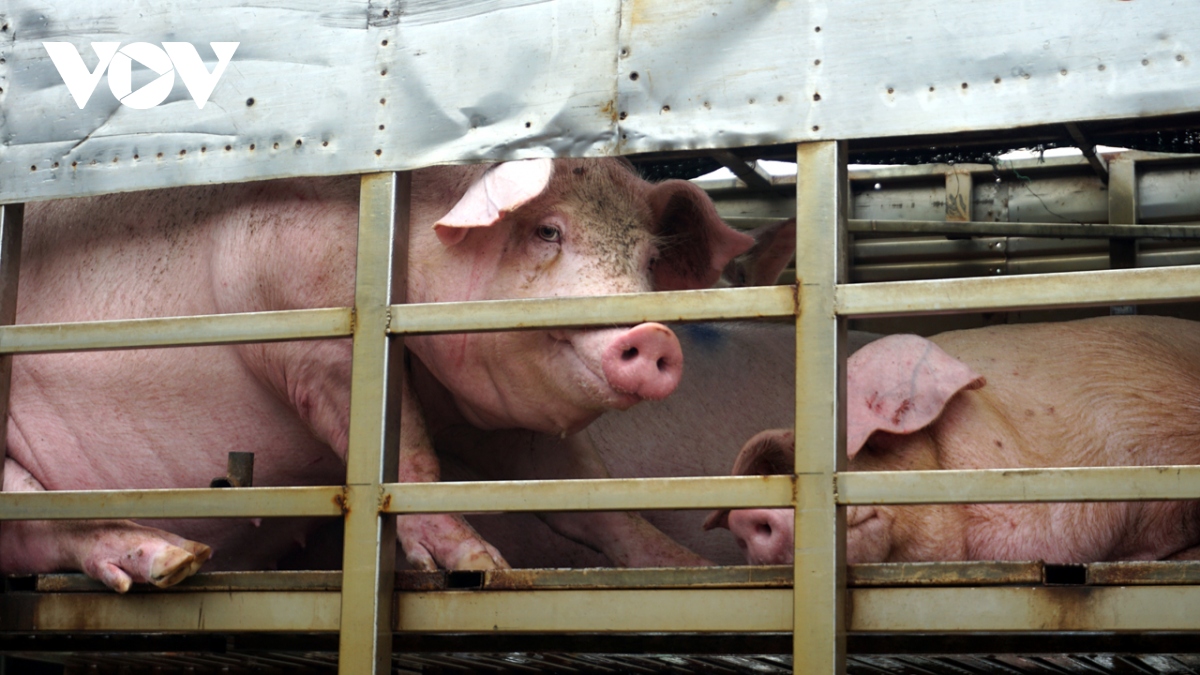 Giá lợn hơi được dự báo sẽ tăng trong dịp nghỉ lễ 30/4 - 1/5 - Ảnh 5