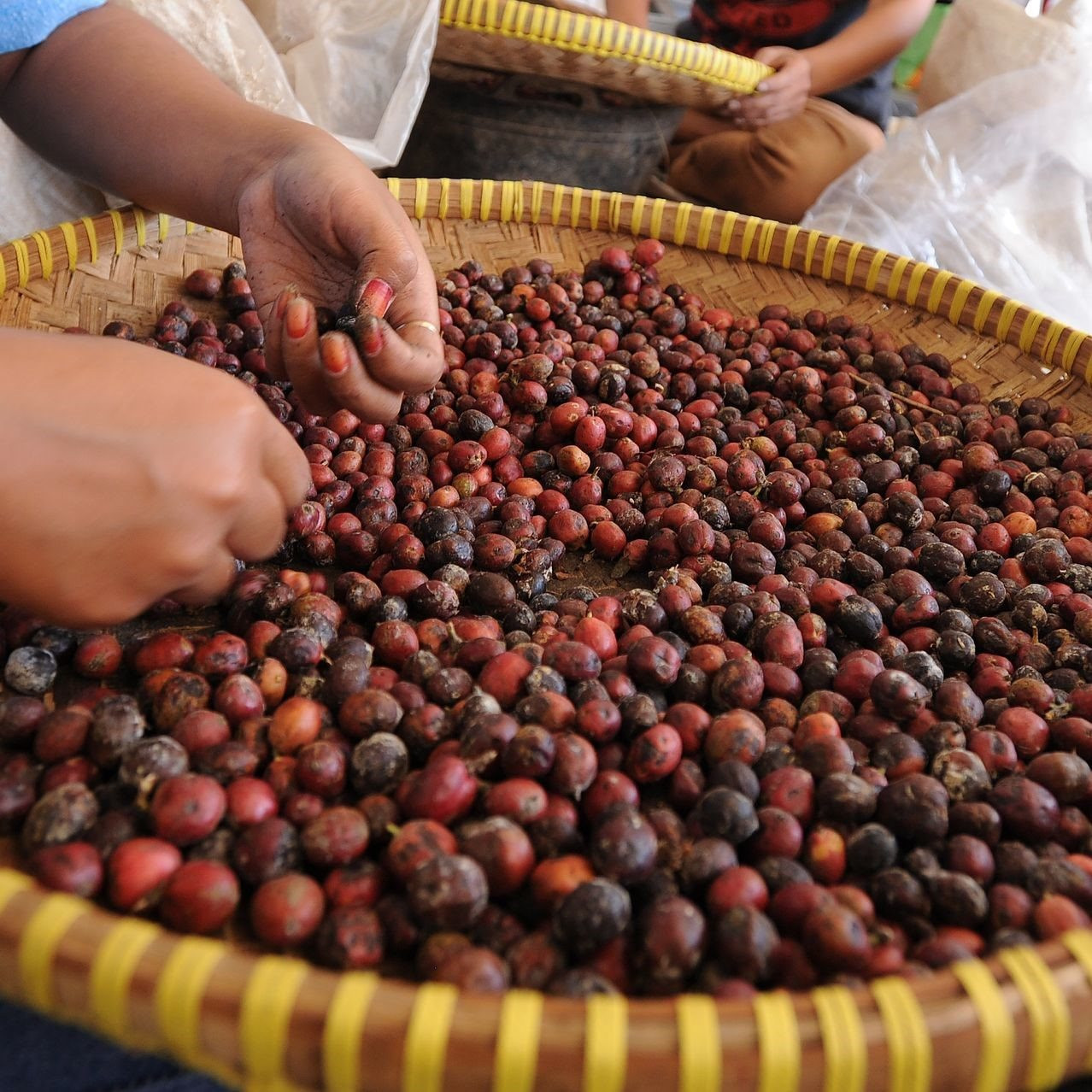 Giá ca cao, cà phê cao kỷ lục chỉ là nhất thời? - Ảnh 1