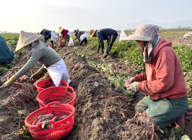 Nông dân khóc ròng vì khoai lang rớt giá thê thảm - Ảnh 2