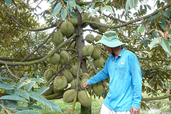 Sầu riêng sụt giá mạnh - Ảnh 1