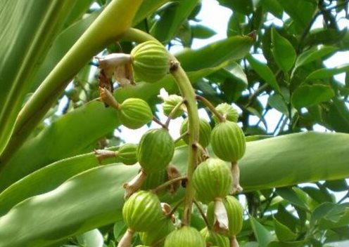 Châu Âu săn lùng loại gia vị đắt thứ 3 thế giới từ Việt Nam: Thu gần 5 triệu USD trong quý 1, trồng trên 3 năm mới cho thu hoạch - Ảnh 1