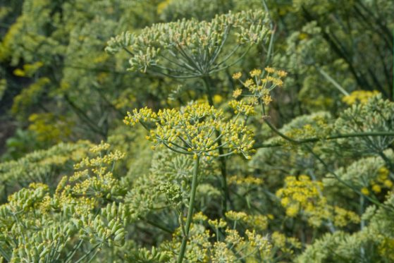 Sản vật triệu đô cực hiếm của thế giới mọc đầy tại Việt Nam: Ấn Độ, Mỹ đua nhau săn lùng, là loài cây có thể thu hoạch đến 80 năm - Ảnh 1