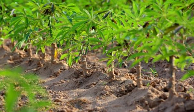 Tiêu thụ nhiều nhất thế giới, Trung Quốc săn lùng mặt hàng này của Việt Nam dù giá đắt đỏ: Thu về 430 triệu USD trong quý 1, nước ta cạnh tranh với Thái Lan thống trị thị trường - Ảnh 1