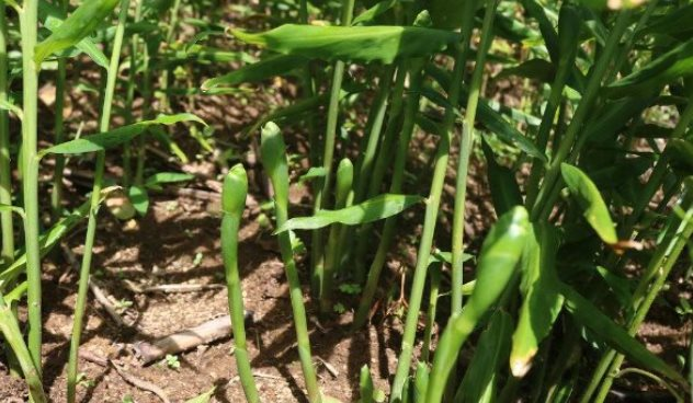 Kho vàng dưới lòng đất của Việt Nam xuất khẩu sụt mạnh: Bán gần 9.000 tấn thu về 14 triệu USD từ đầu năm, nước ta là 1 trong 3 ‘ông trùm’ của thế giới - Ảnh 1