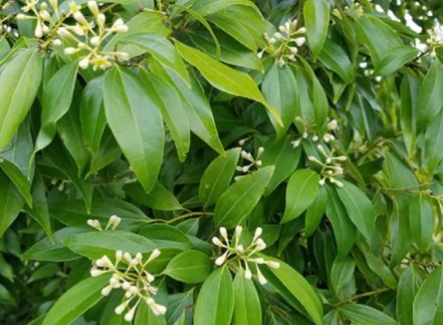 ‘Cứu tinh’ từ Trung Quốc đổ bộ giúp Việt Nam lên ngôi vương thế giới ở ngành hàng này: Là món hàng cực hiếm quốc gia sở hữu, 2 tháng xuất 10.000 tấn - Ảnh 1