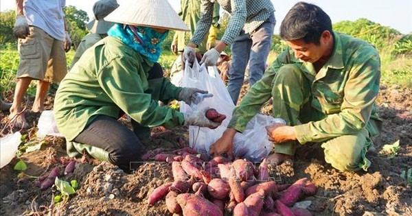 Khoai lang rớt giá, người trồng lo lắng khó tiêu thụ sản phẩm