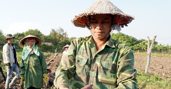 Nông dân khóc ròng vì khoai lang rớt giá thê thảm