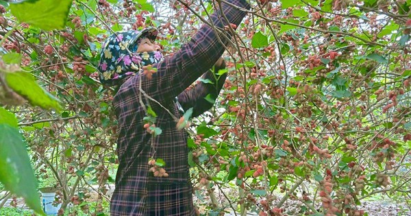 Loại cây trồng trên đất pha cát cho người dân thu nhập tiền triệu mỗi ngày