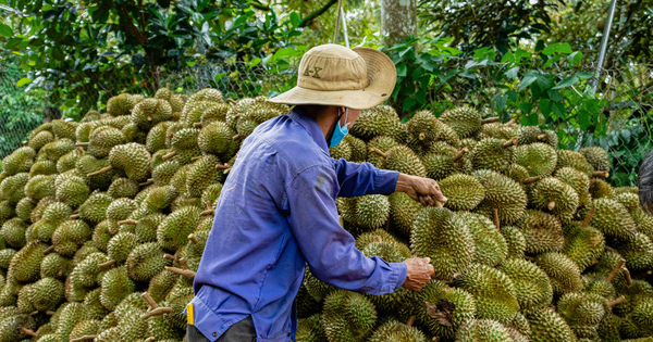 Vì sao chưa công bố nguyên nhân 30 lô sầu riêng nhiễm Cadimi?