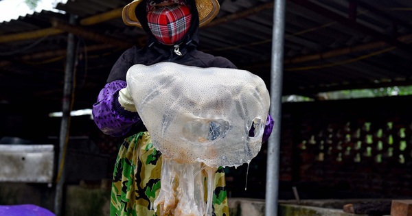 Vớt "vàng trắng" trên biển, ngư dân Thanh Hóa kiếm tiền triệu mỗi ngày