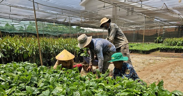 Giá cà phê lập kỷ lục chưa từng có, cây giống cũng ‘nhảy múa’ theo