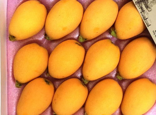 Loại quả dại mọc ven đường Nhật Bản, về Việt Nam thành "của hiếm", vợ Quang Hải mua nửa triệu/kg - Ảnh 6