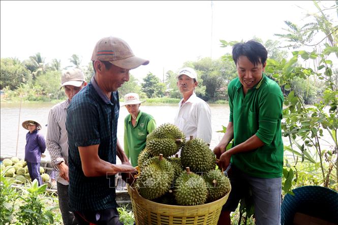 Giá sầu riêng ở Cần Thơ 'hạ nhiệt' - Ảnh 1
