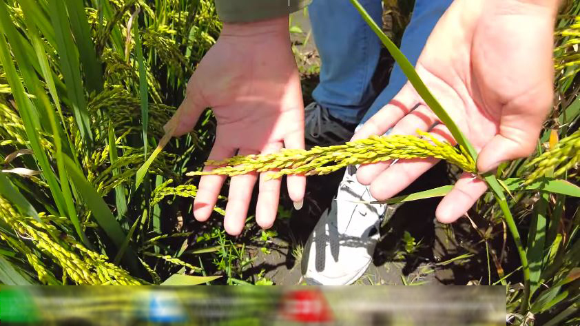 Ruộng lúa nước tại Angola sắp thu cả tấn thóc, bõ công chủ trang trại Việt khóc mếu nhờ hiến kế cứu cây - Ảnh 6