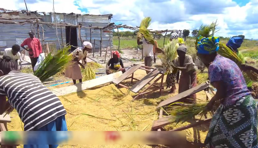 Công nghệ đập lúa "made in Vietnam" gây kinh ngạc ở Angola, chủ trang trại Việt ra quyết định mạo hiểm - Ảnh 8