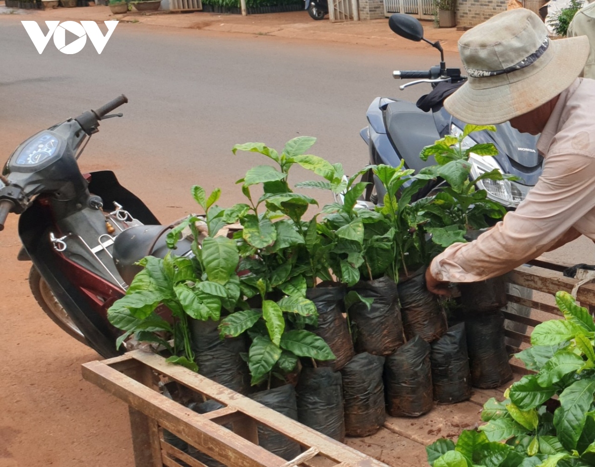 Cây giống cà phê “cháy” chợ chưa từng có - Ảnh 4