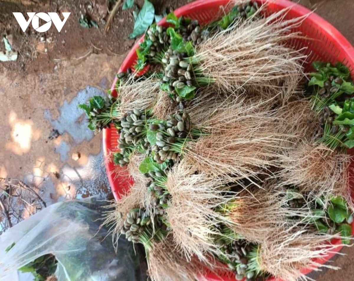 Cây giống cà phê “cháy” chợ chưa từng có - Ảnh 3