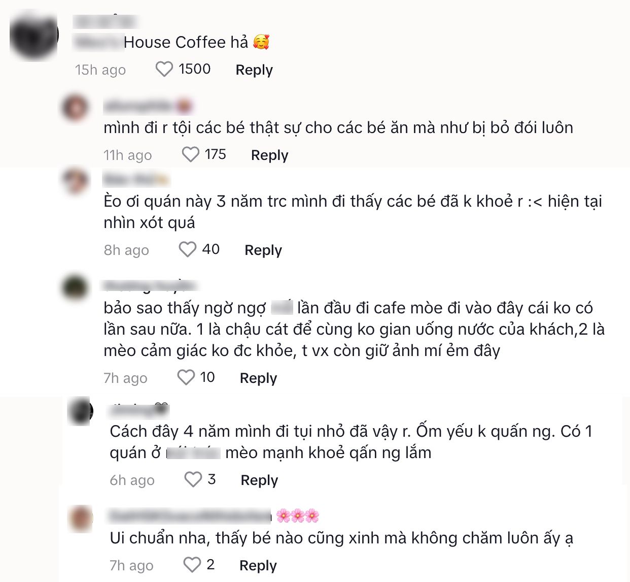 Khách đến cà phê mèo "cầu cứu" vì rất nhiều mèo ốm yếu, dân mạng bức xúc còn chủ quán phản ứng thế nào? - Ảnh 7