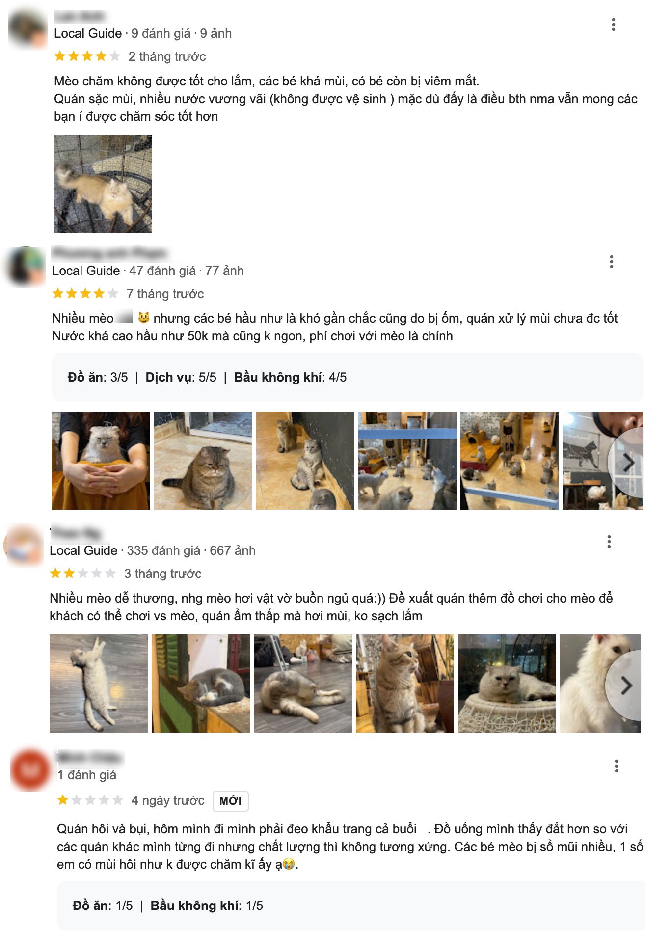 Khách đến cà phê mèo "cầu cứu" vì rất nhiều mèo ốm yếu, dân mạng bức xúc còn chủ quán phản ứng thế nào? - Ảnh 9