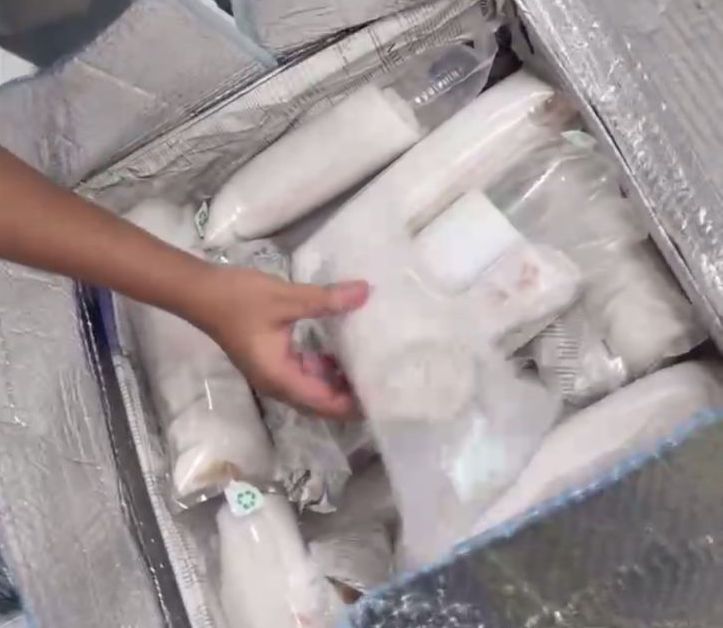 Giấu tôm hùm giống trong vali để đưa từ Singapore về Đà Nẵng - Ảnh 2