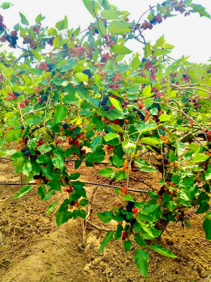 Loại cây trồng trên đất pha cát cho người dân thu nhập tiền triệu mỗi ngày - Ảnh 1