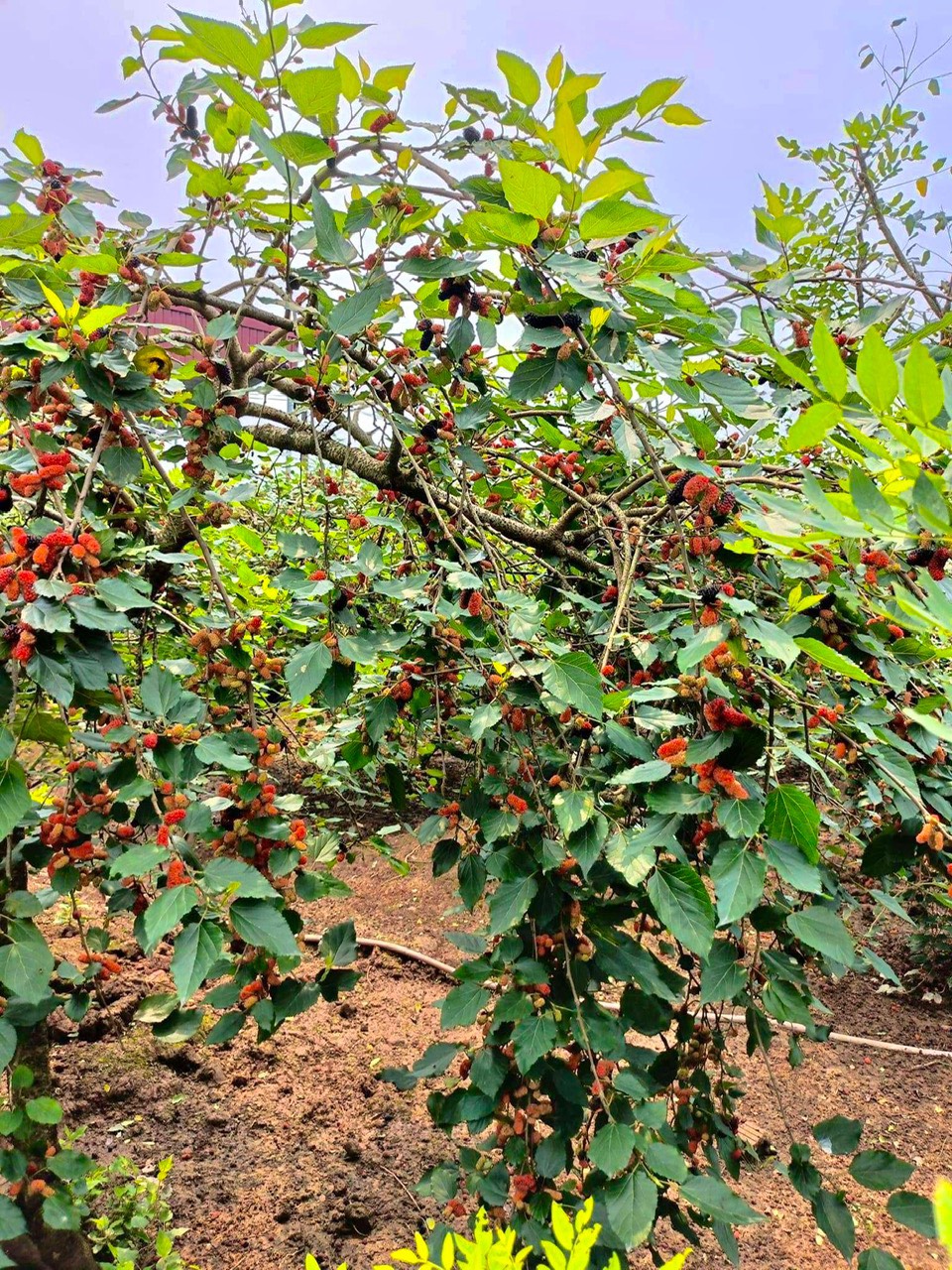 Loại cây trồng trên đất pha cát cho người dân thu nhập tiền triệu mỗi ngày - Ảnh 2