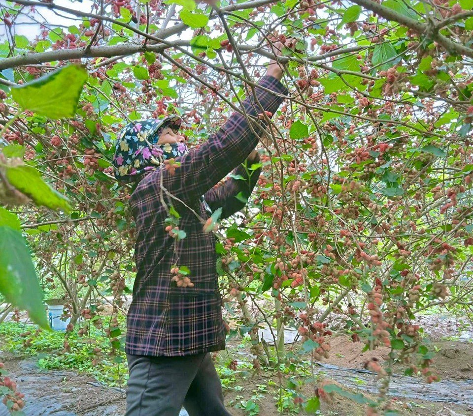 Loại cây trồng trên đất pha cát cho người dân thu nhập tiền triệu mỗi ngày - Ảnh 3