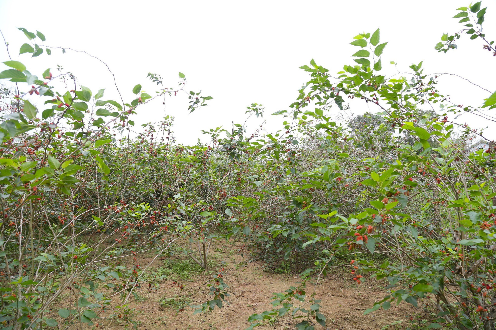 Loại cây trồng trên đất pha cát cho người dân thu nhập tiền triệu mỗi ngày - Ảnh 4