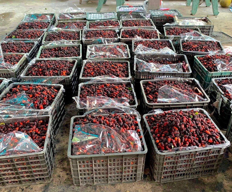 Loại cây trồng trên đất pha cát cho người dân thu nhập tiền triệu mỗi ngày - Ảnh 5