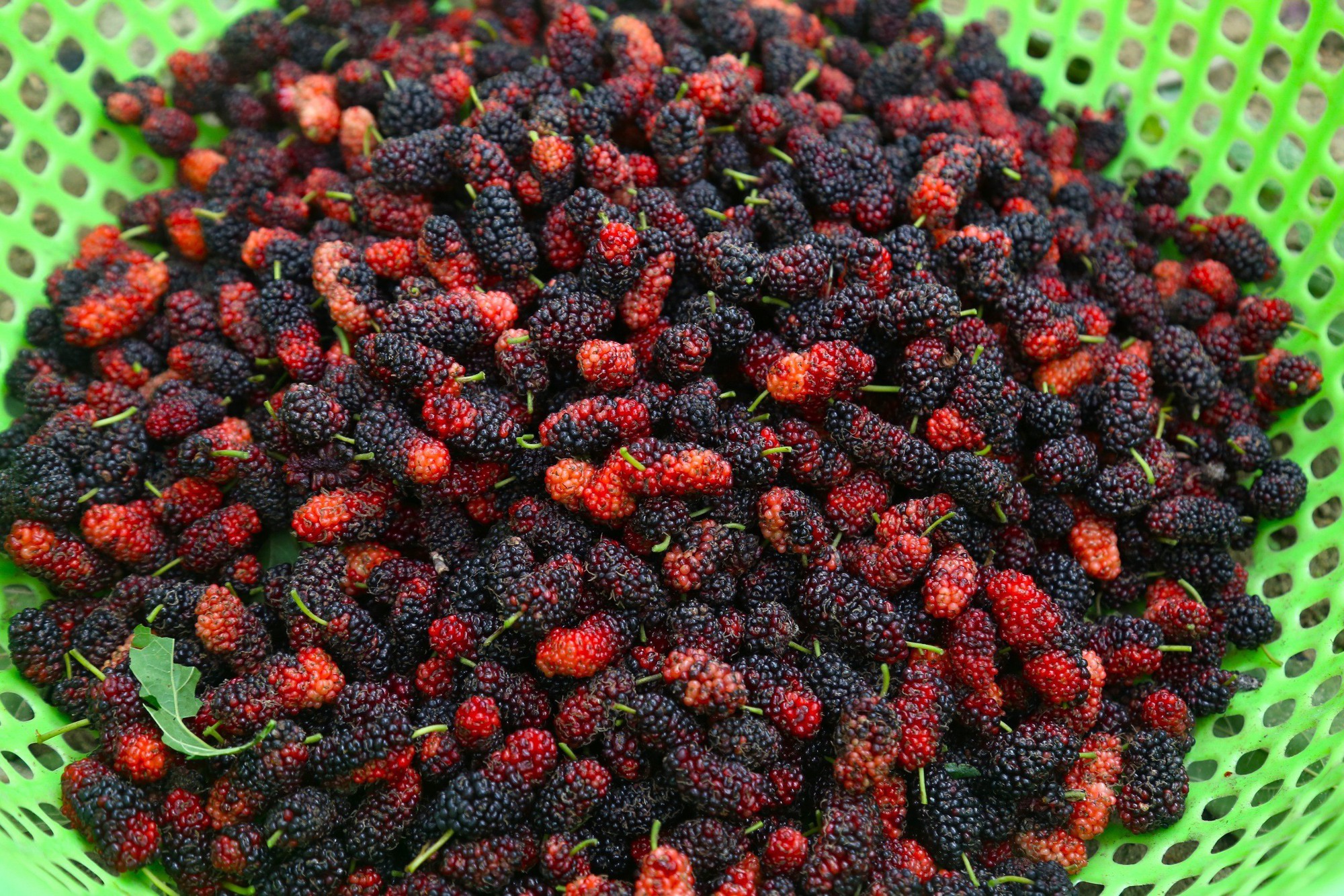 Loại cây trồng trên đất pha cát cho người dân thu nhập tiền triệu mỗi ngày - Ảnh 6