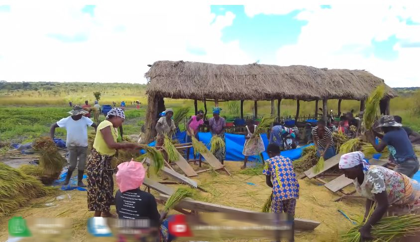 Công nghệ đập lúa "made in Vietnam" gây kinh ngạc ở Angola, chủ trang trại Việt ra quyết định mạo hiểm - Ảnh 7