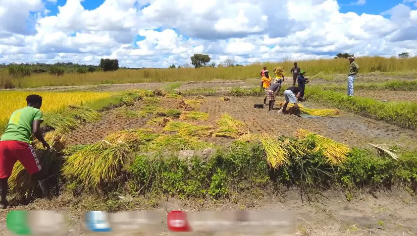 Công nghệ đập lúa "made in Vietnam" gây kinh ngạc ở Angola, chủ trang trại Việt ra quyết định mạo hiểm - Ảnh 6