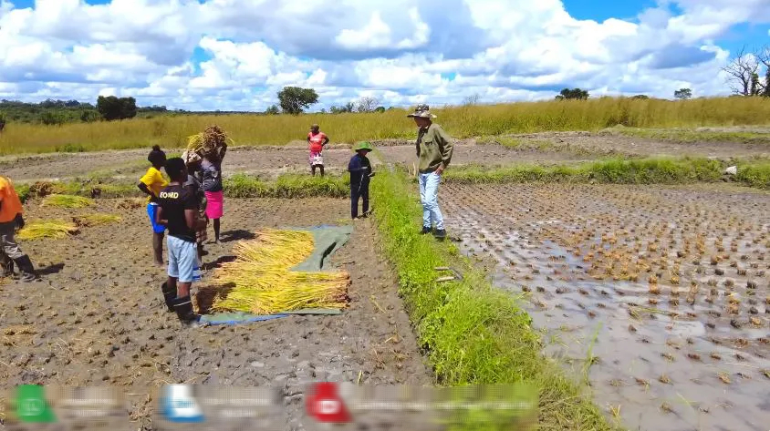 Công nghệ đập lúa "made in Vietnam" gây kinh ngạc ở Angola, chủ trang trại Việt ra quyết định mạo hiểm - Ảnh 5