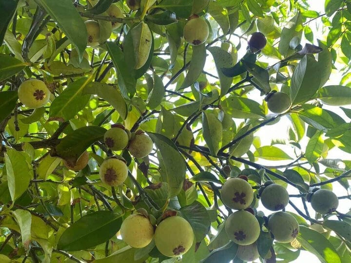 Gỏi gà măng cụt lại sốt, bà nội trợ chen nhau lên chợ mạng gom măng cụt xanh - Ảnh 4