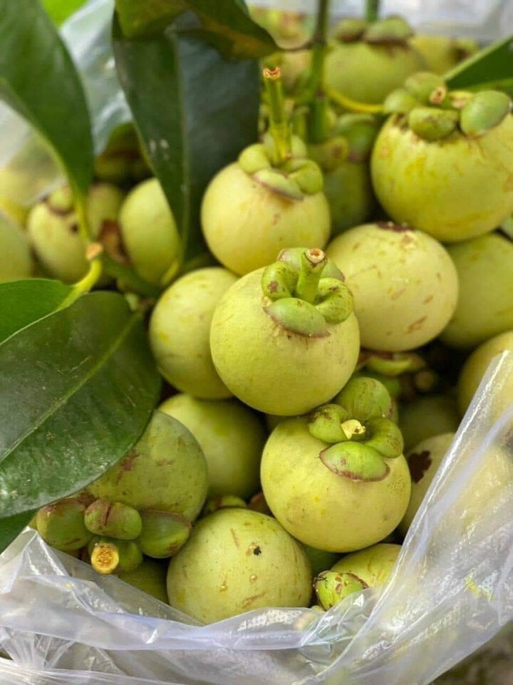 Gỏi gà măng cụt lại sốt, bà nội trợ chen nhau lên chợ mạng gom măng cụt xanh - Ảnh 1