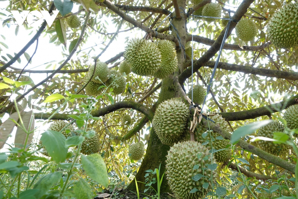 Nông dân cần cẩn trọng trong việc mua bán sầu riêng non - Ảnh 1