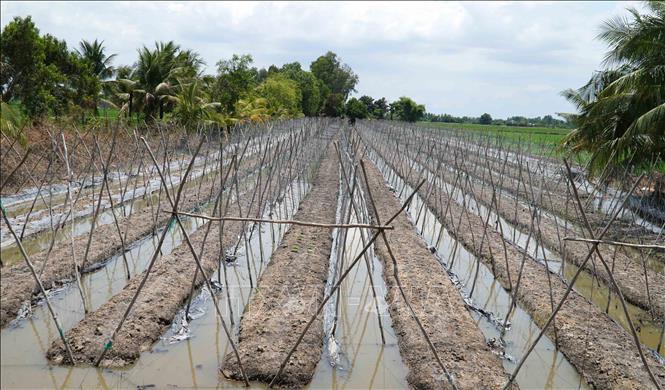 Nắng nóng gay gắt gây thiệt hại rau màu của nông dân - Ảnh 3