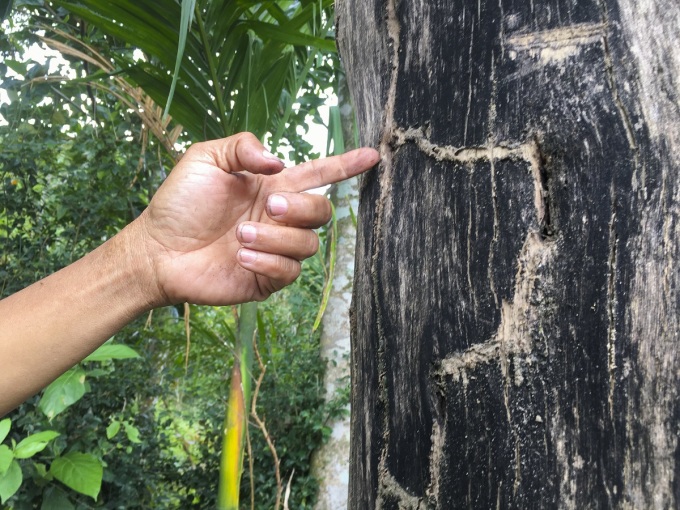Loại gỗ triệu cây mới có một ở Việt Nam: Đại gia Nhật, Trung dốc cả hầu bao không mua nổi vì quá hiếm - Ảnh 2