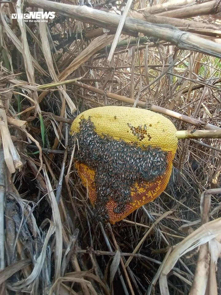 Mật ong ruồi tí hon giá tiền triệu/lít có gì độc lạ? - Ảnh 2