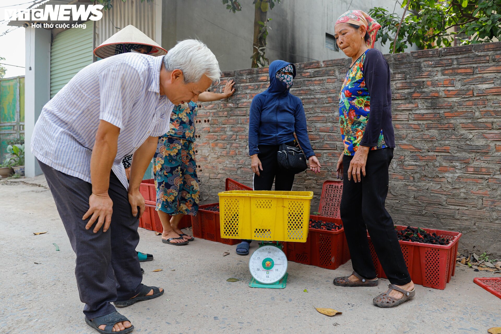 Dâu tằm được mùa chín trĩu cành, người trồng hốt bạc - Ảnh 18