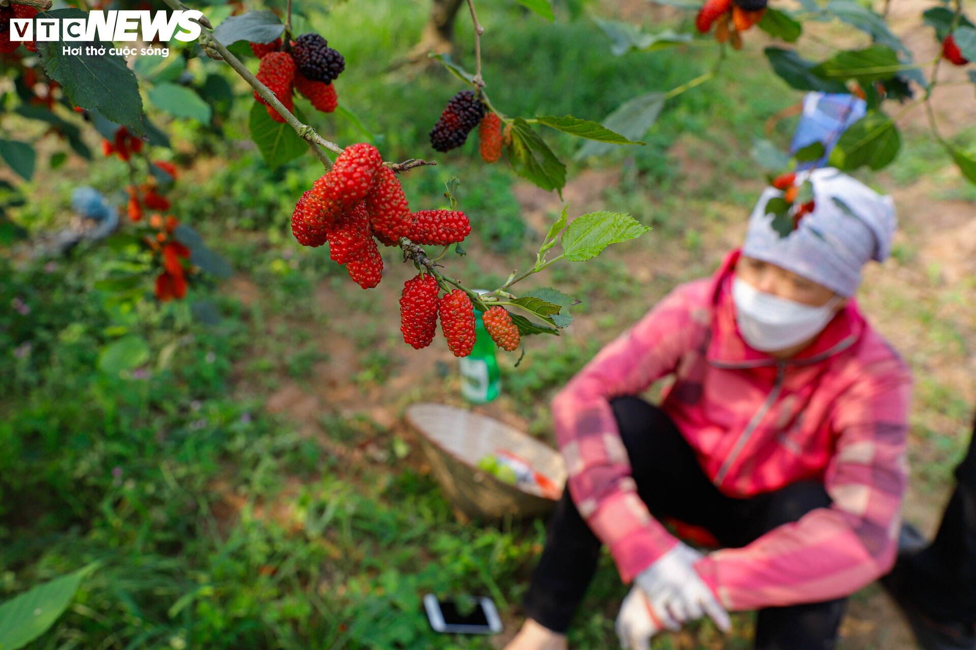 Dâu tằm được mùa chín trĩu cành, người trồng hốt bạc - Ảnh 7