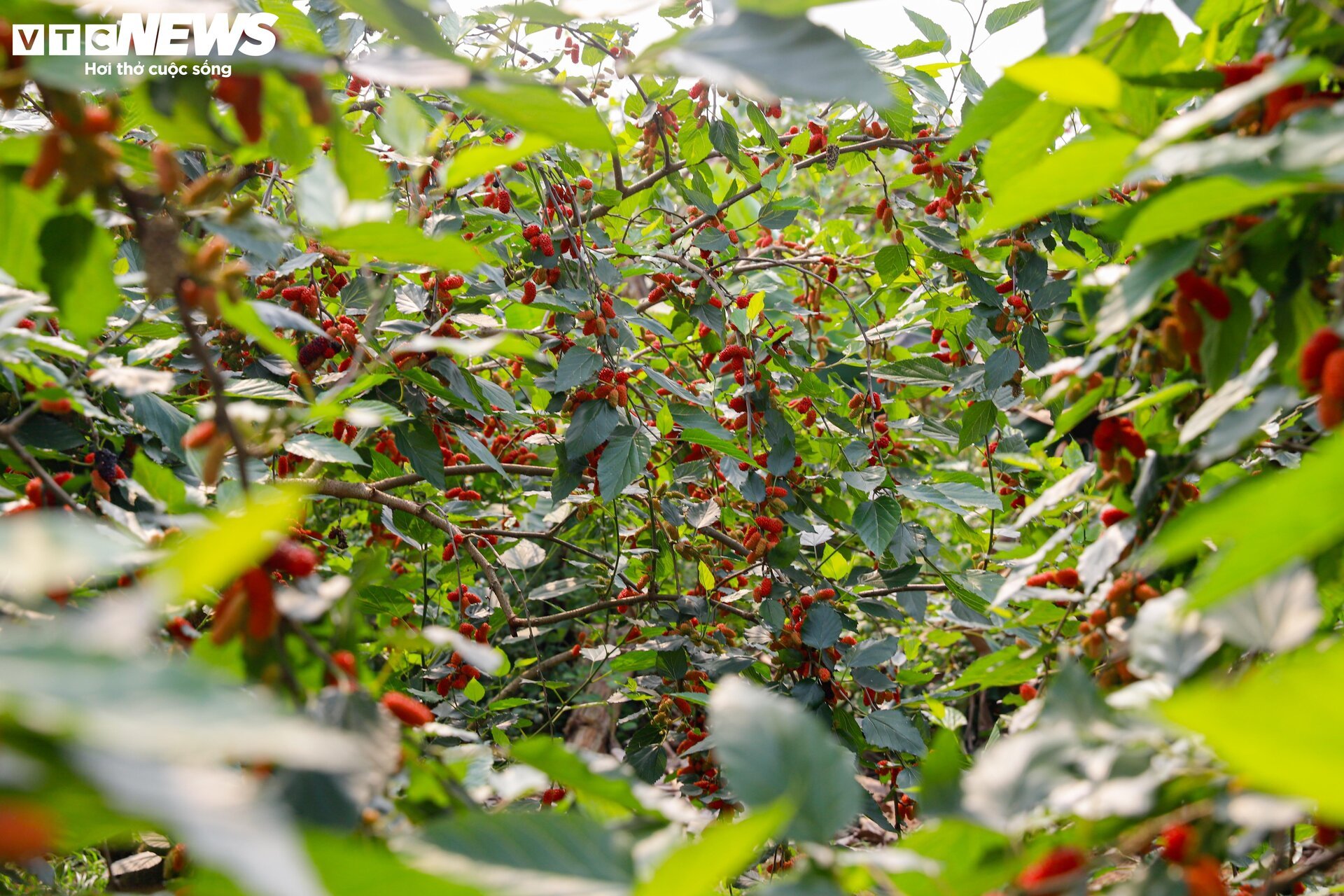 Dâu tằm được mùa chín trĩu cành, người trồng hốt bạc - Ảnh 2