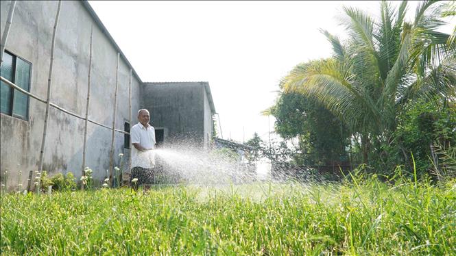 Nắng nóng gay gắt gây thiệt hại rau màu của nông dân - Ảnh 2