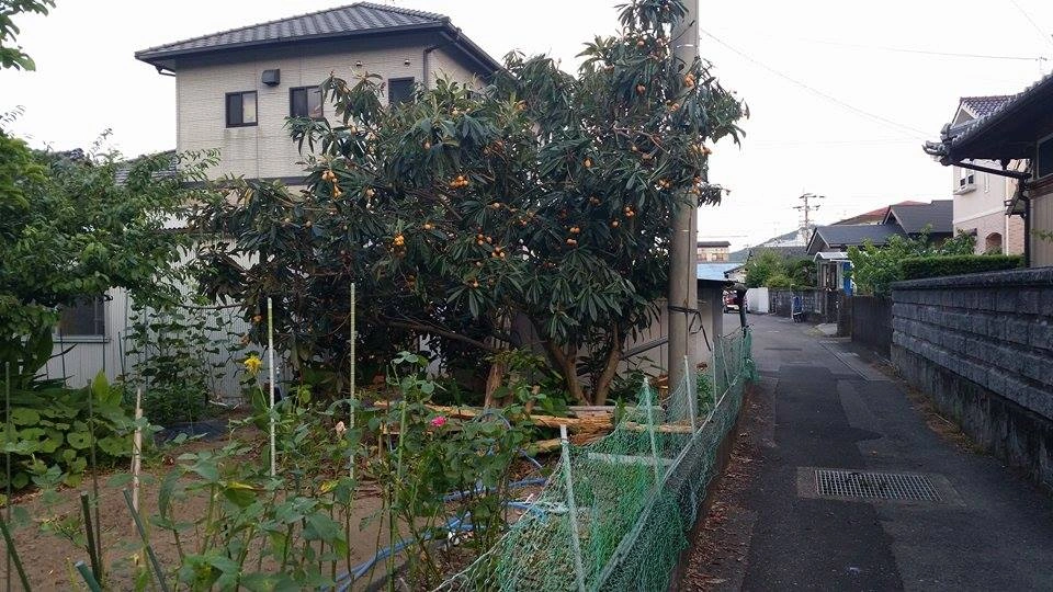 Loại quả dại mọc ven đường Nhật Bản, về Việt Nam thành "của hiếm", vợ Quang Hải mua nửa triệu/kg - Ảnh 7