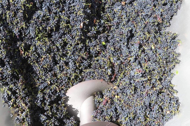 Mùa hương ở nông trại Nam Úc - Ảnh 2